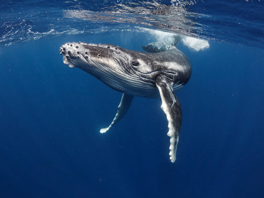 Avvistamenti Balene Australi