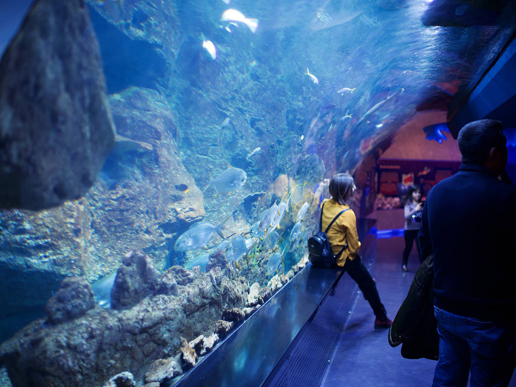 Dubai Aquarium & Underwater Zoo